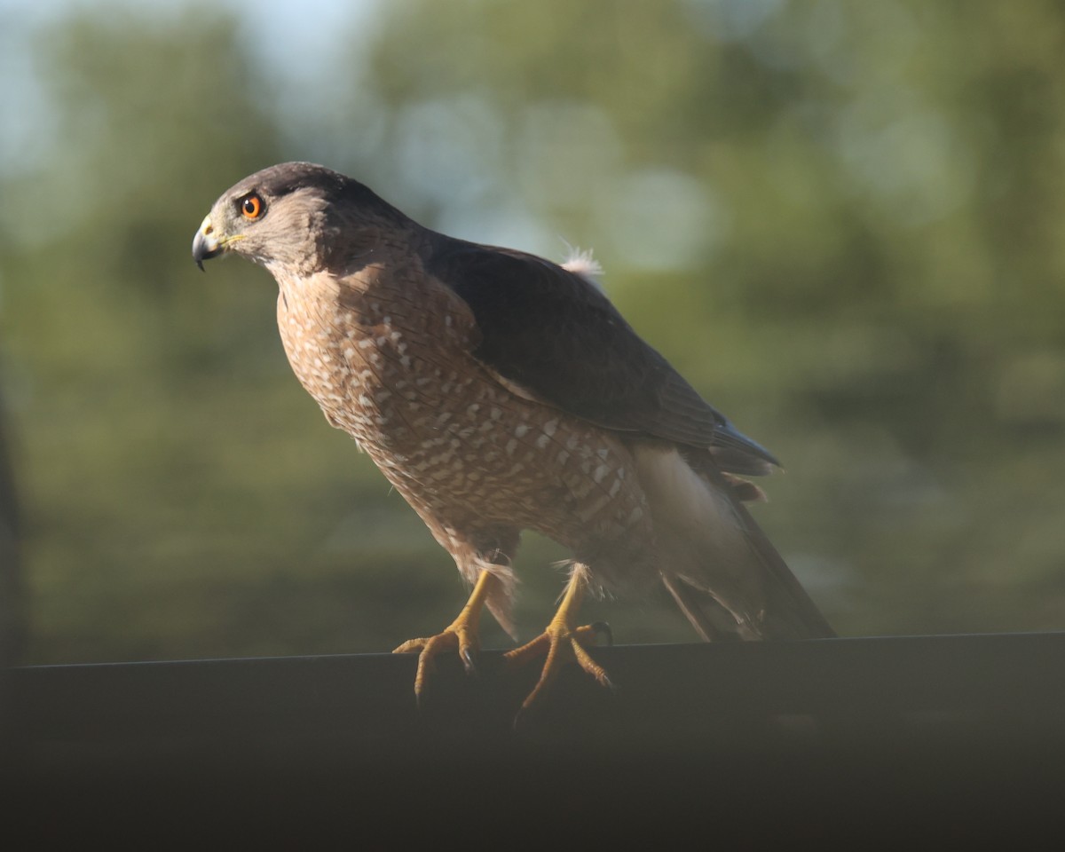 Cooper's Hawk - ML620788757