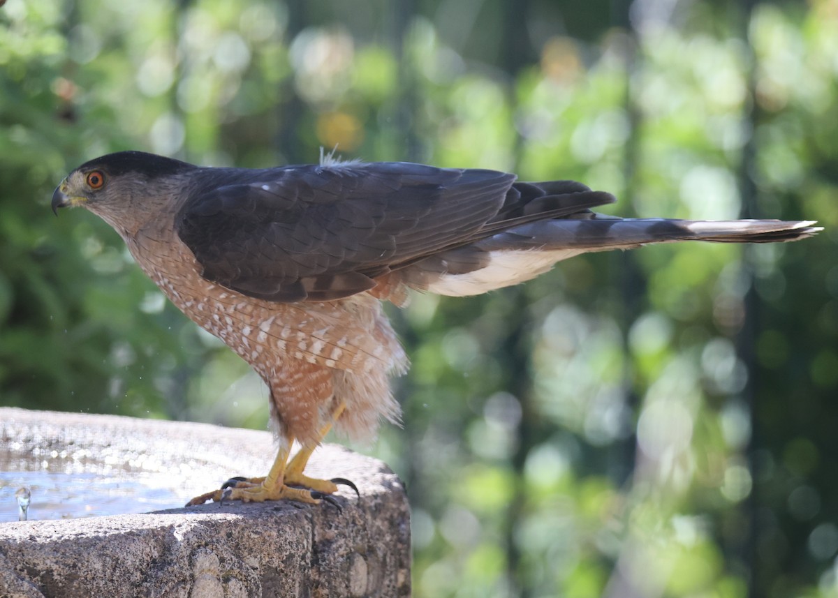 Cooper's Hawk - ML620788758