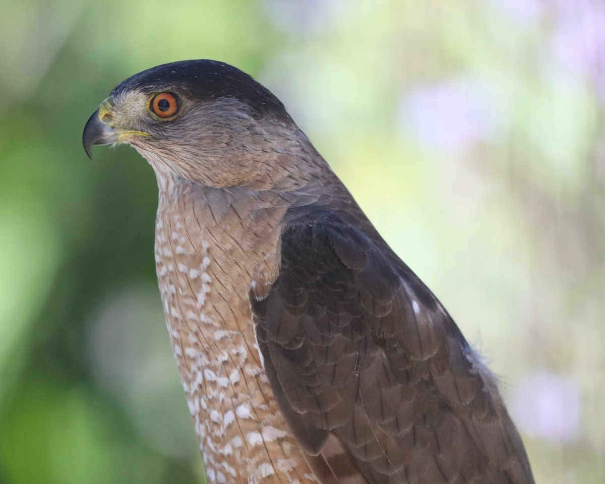 Cooper's Hawk - ML620788759