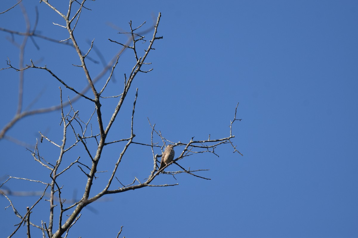 Vesper Sparrow - ML620788760