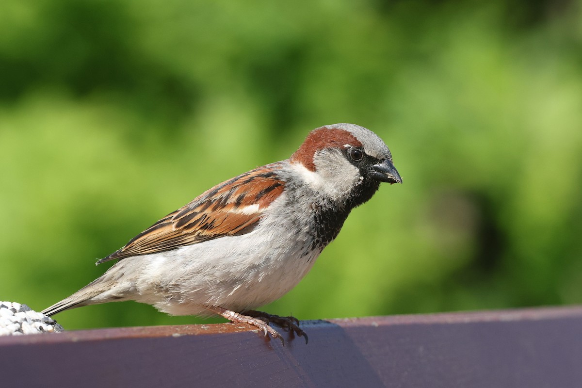 House Sparrow - ML620788762