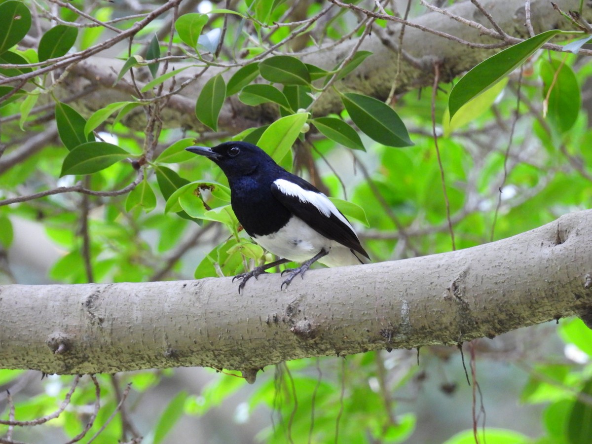 Oriental Magpie-Robin - ML620788764