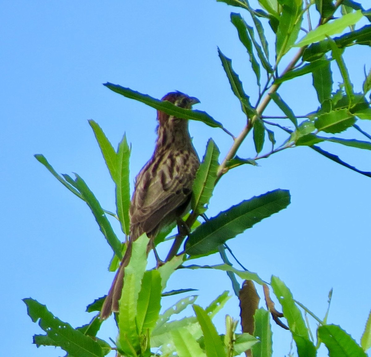 Cuclillo Crespín - ML620788766