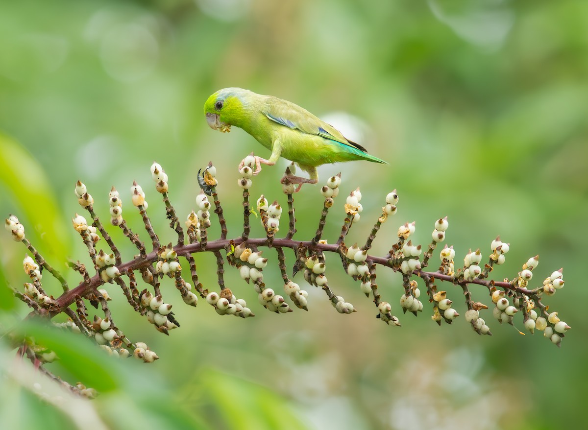 マメルリハシインコ - ML620788769