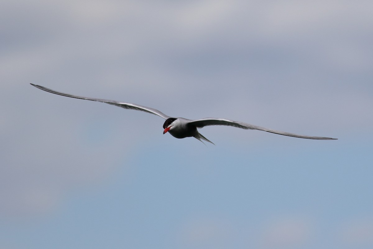 Common Tern - ML620788771