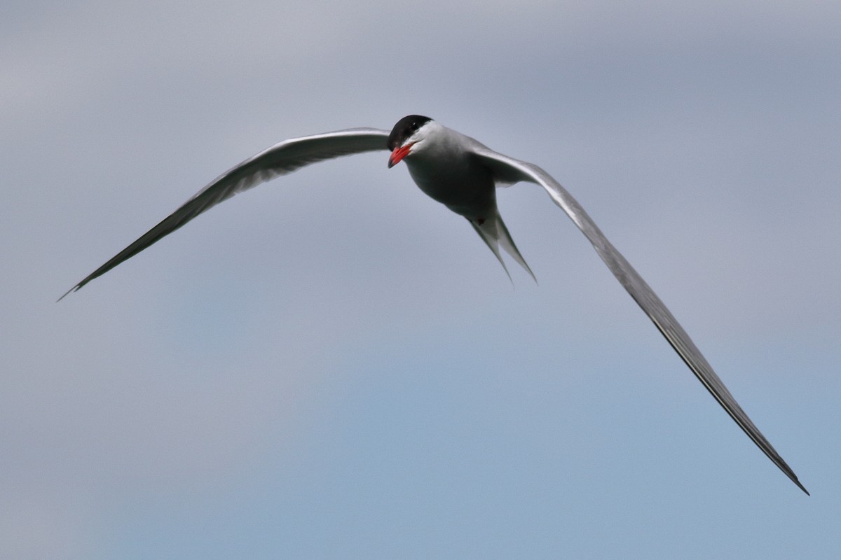 Common Tern - ML620788774