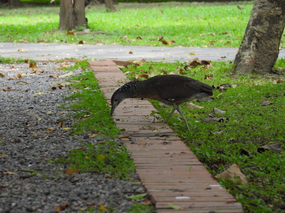 Malayan Night Heron - ML620788779