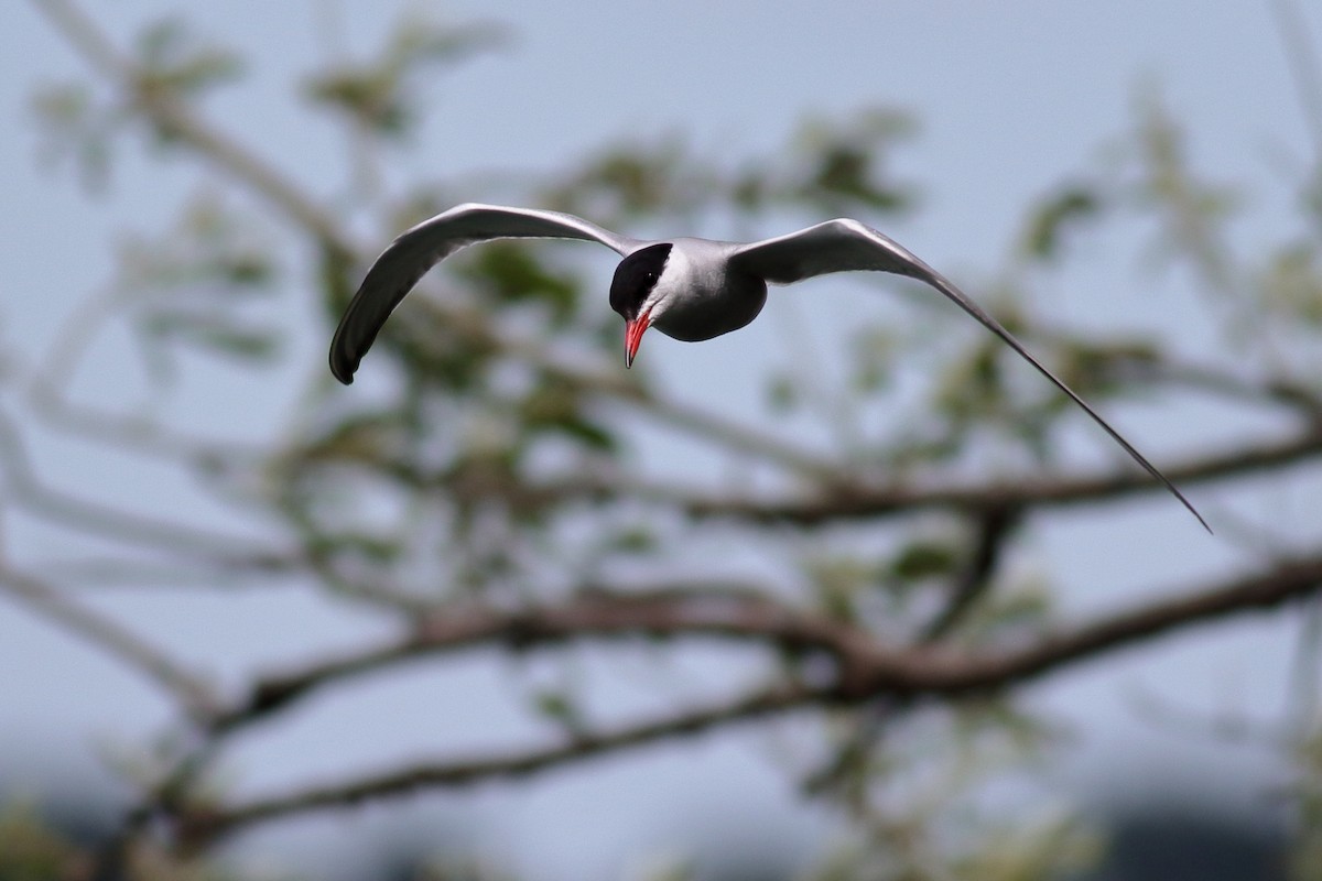 Common Tern - Richard Stanton