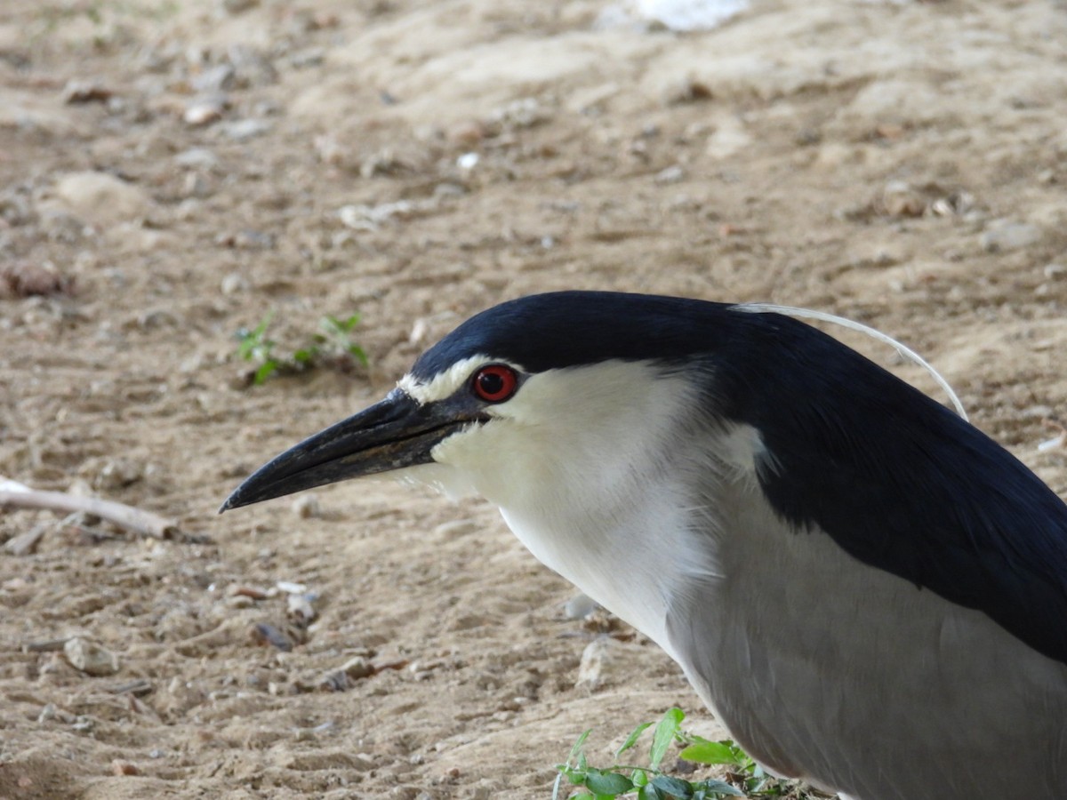 Black-crowned Night Heron - ML620788791