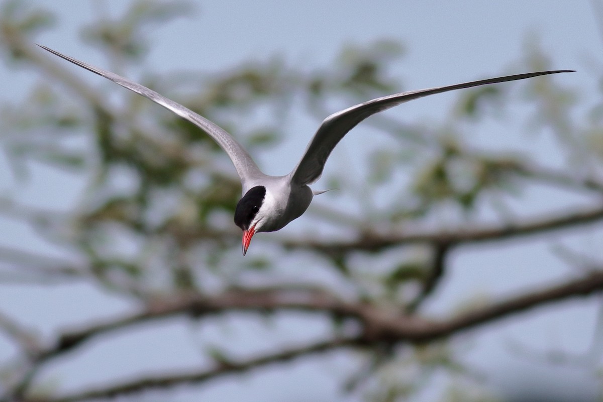 Common Tern - ML620788792