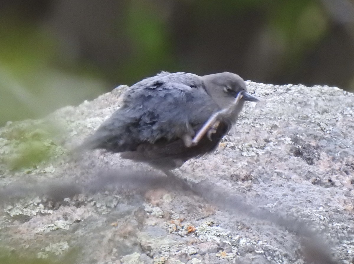 American Dipper - ML620788819