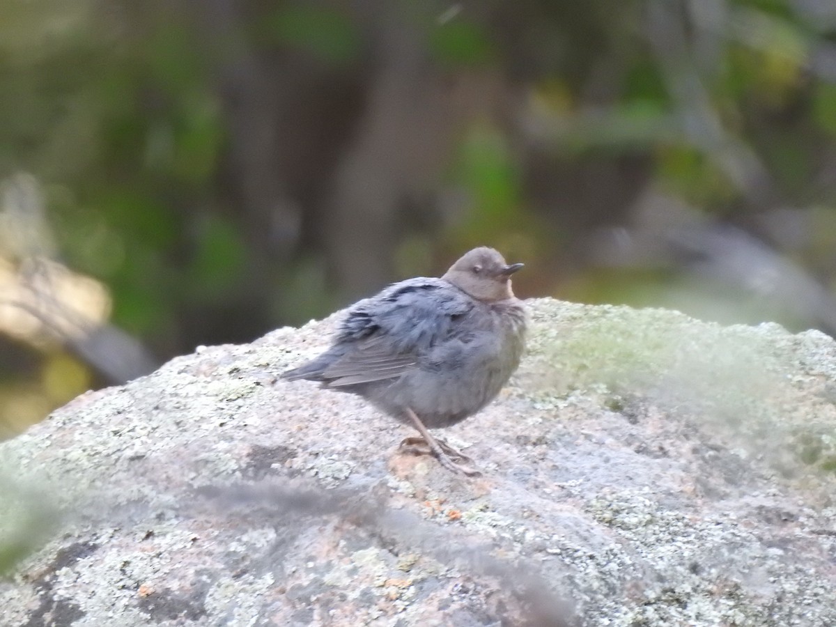 American Dipper - ML620788822