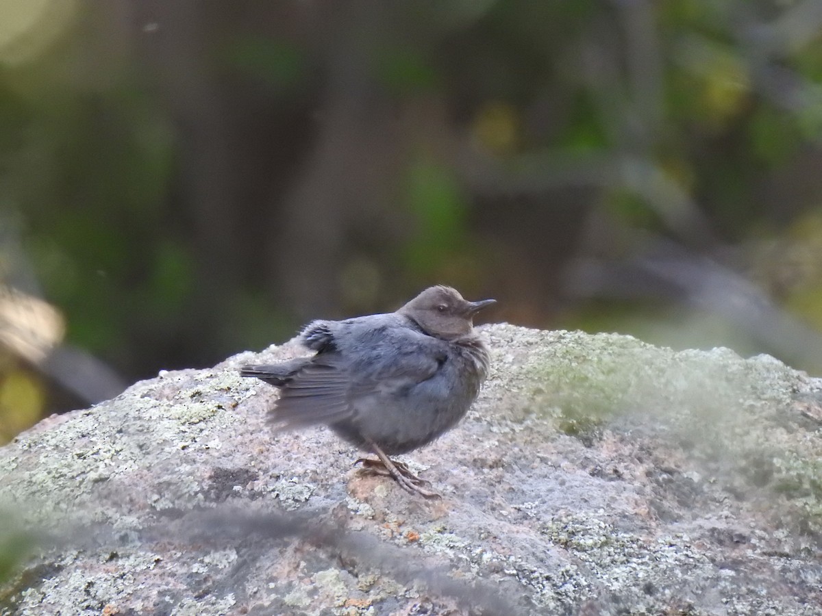 American Dipper - ML620788826