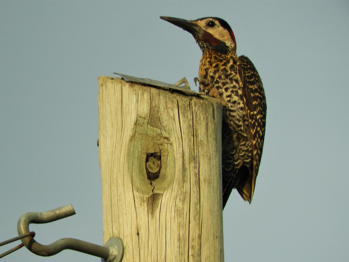 Green-barred Woodpecker - ML620788832