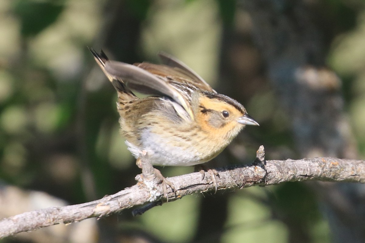 Nelson's Sparrow - ML620788835