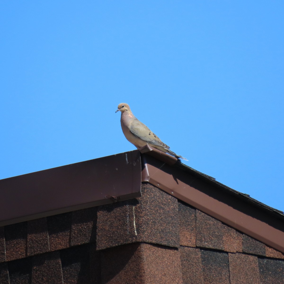 Mourning Dove - ML620788838