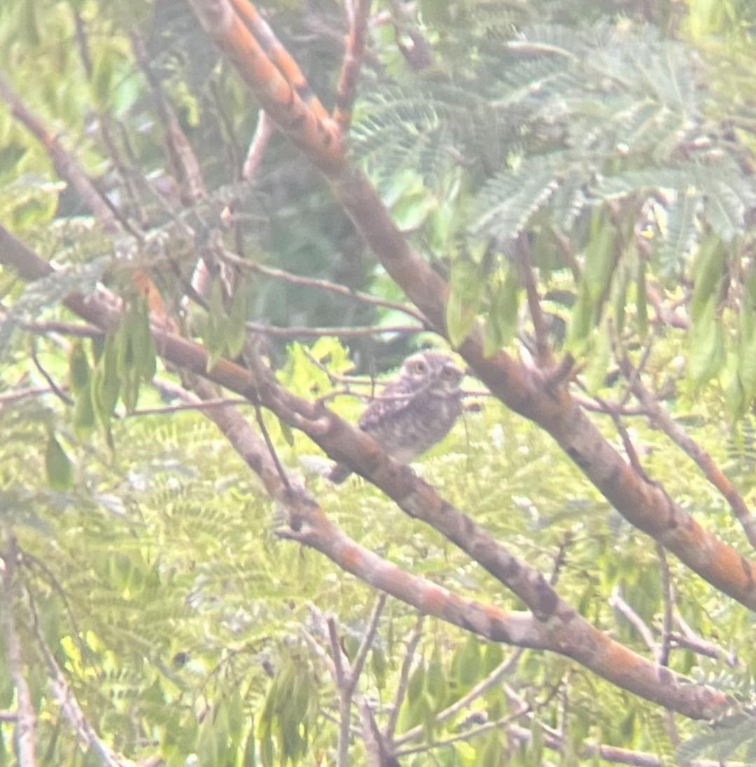 Spotted Owlet - ML620788840