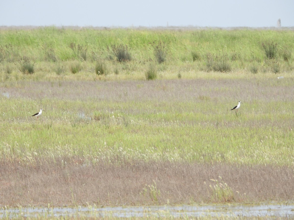 Black-winged Stilt - ML620788843