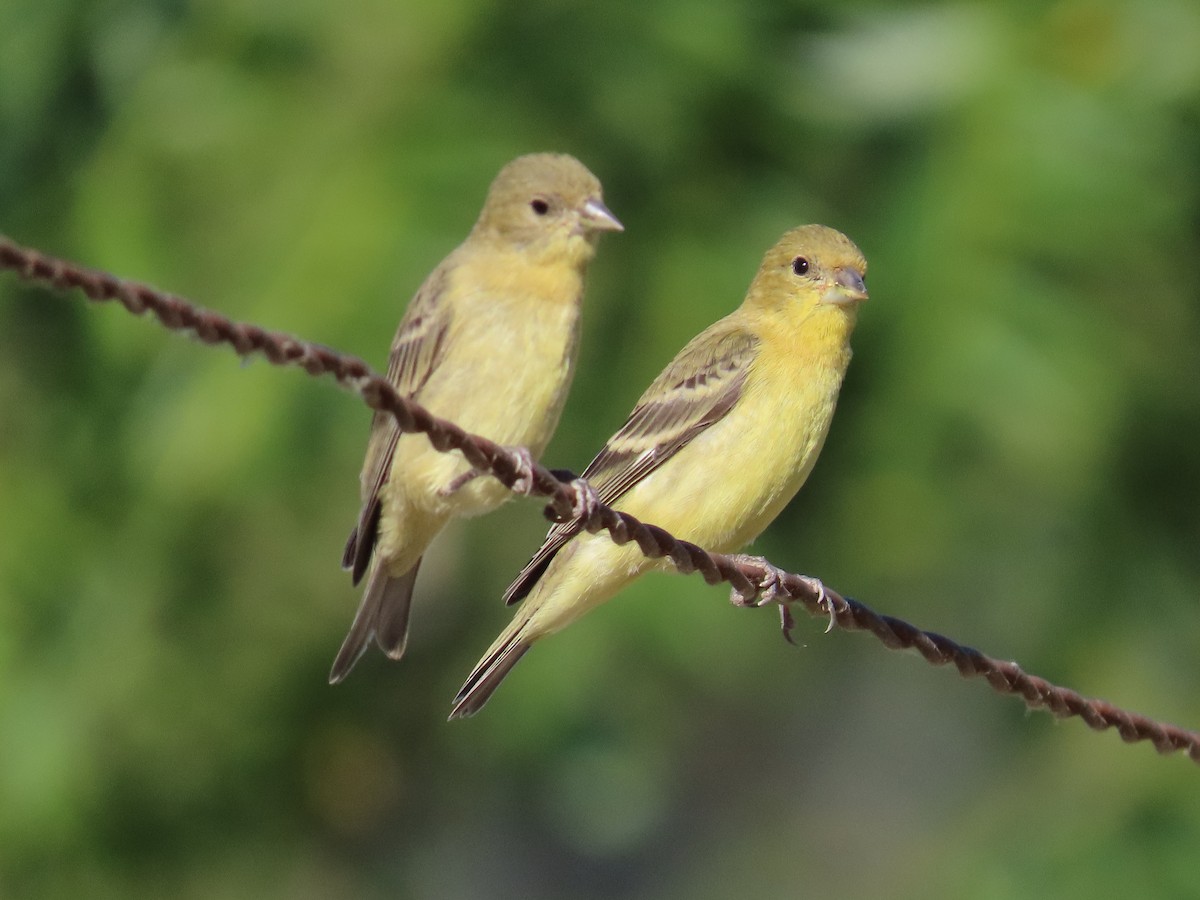 Lesser Goldfinch - ML620788845