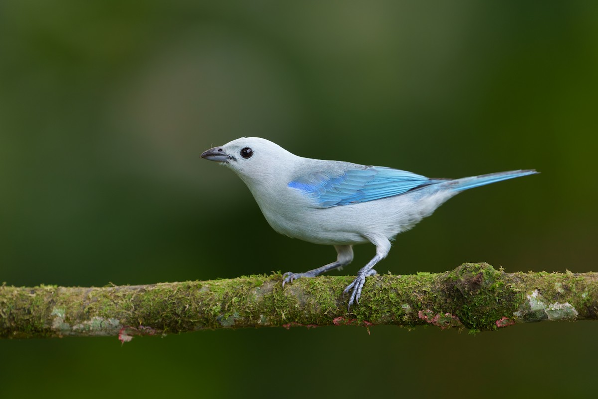 Blue-gray Tanager - ML620788851