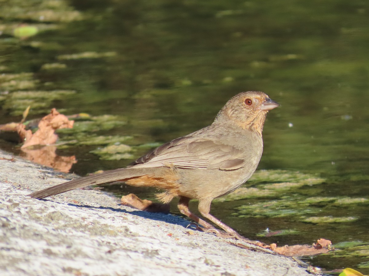 California Towhee - ML620788852