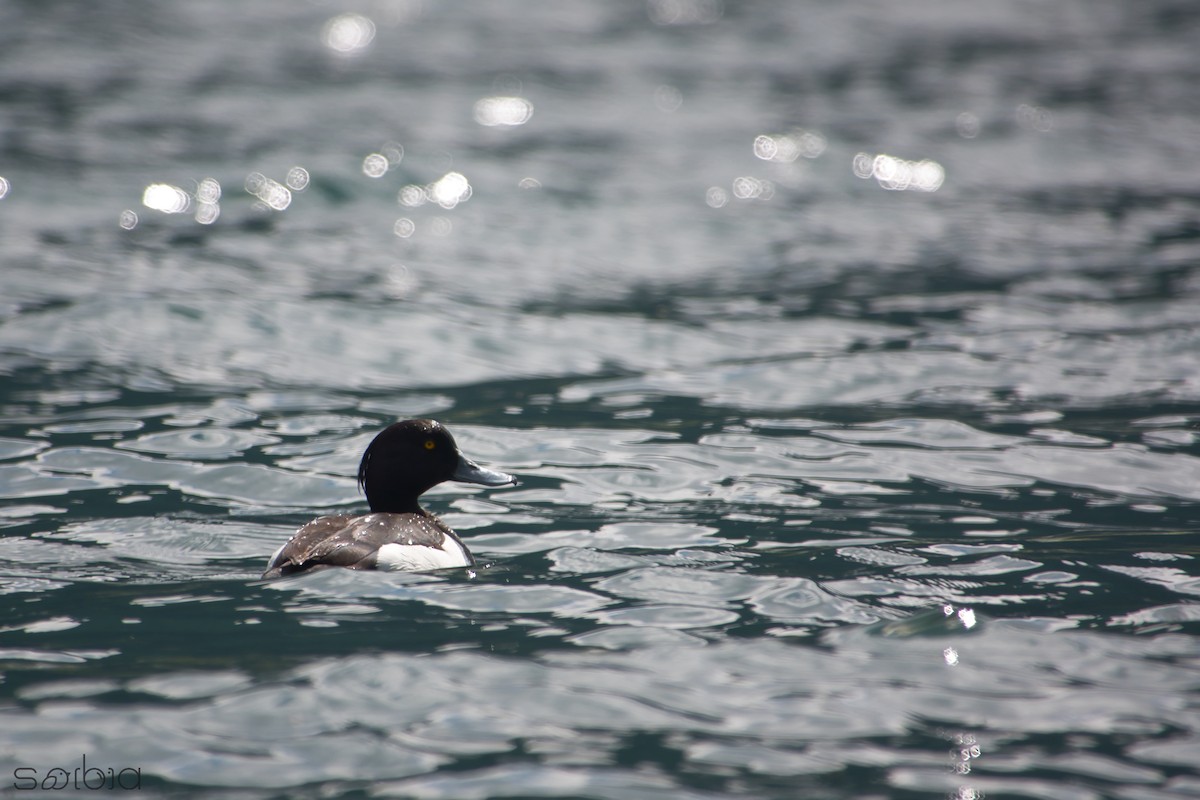 Tufted Duck - Saba Cretti