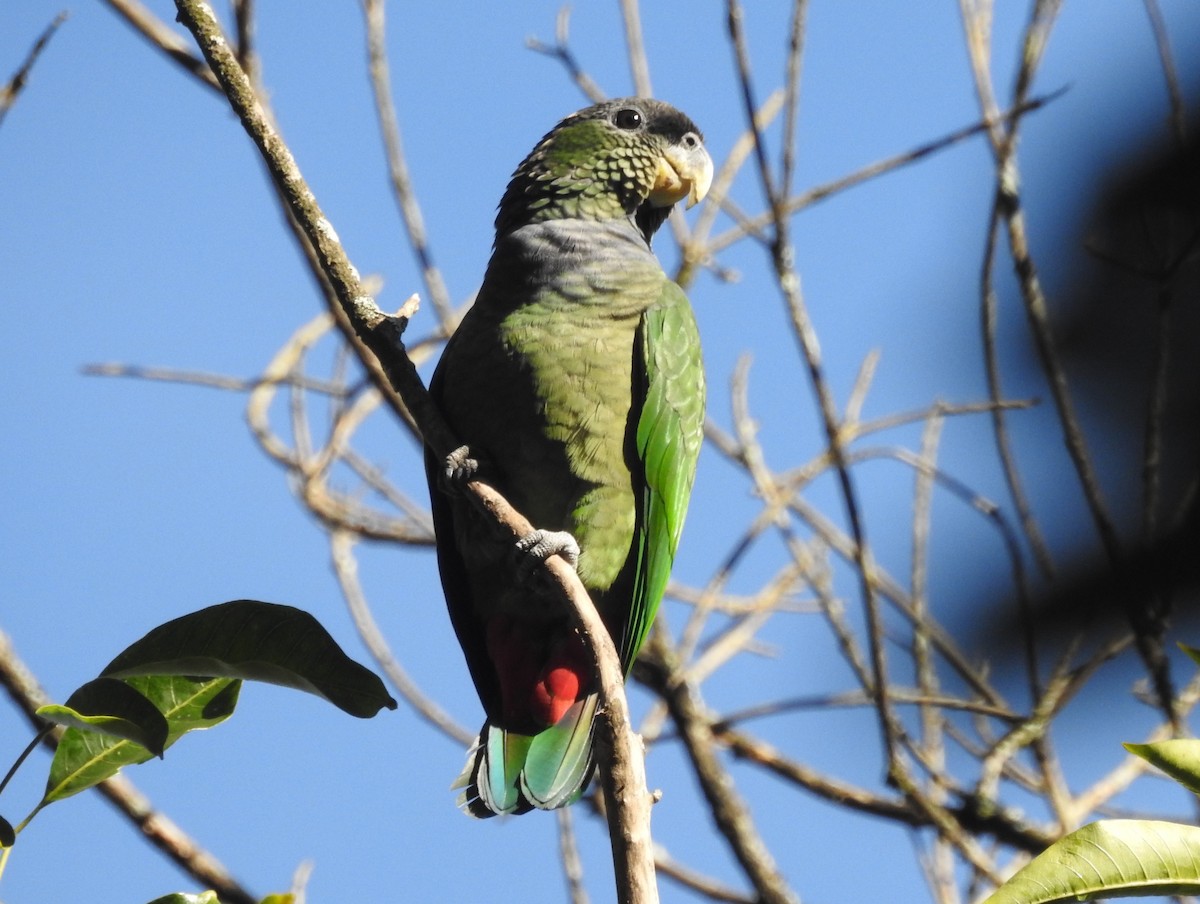 Scaly-headed Parrot - ML620788856