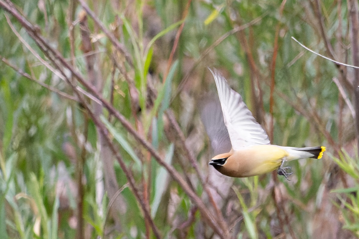 Cedar Waxwing - ML620788857