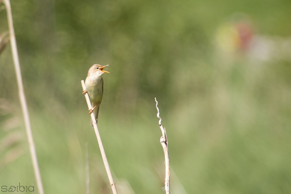 Great Reed Warbler - ML620788862