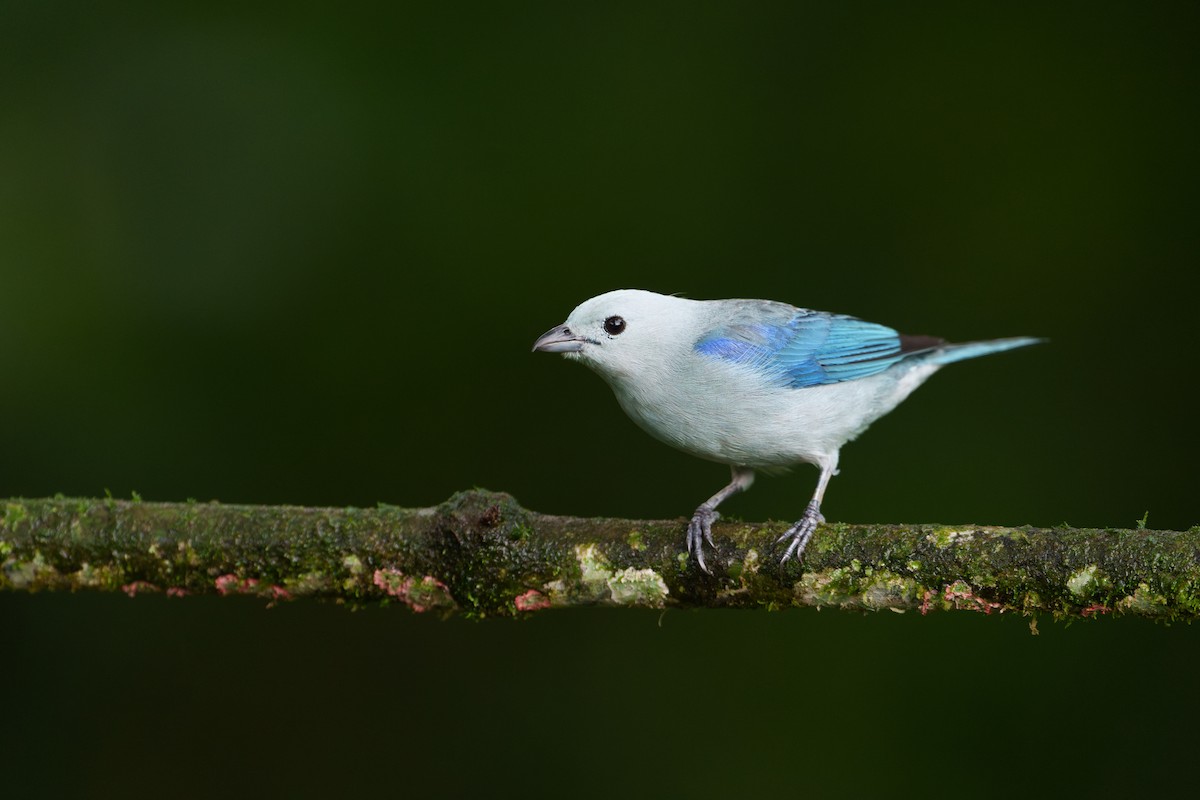 Blue-gray Tanager - ML620788873