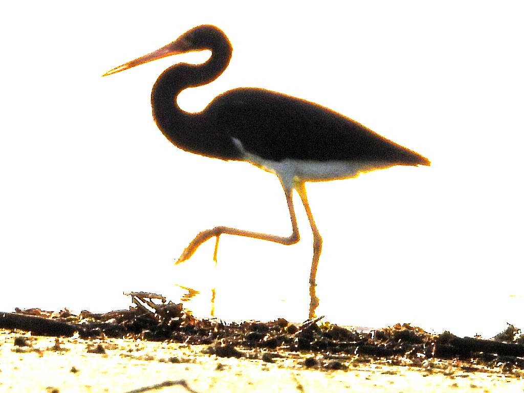 Tricolored Heron - ML620788877