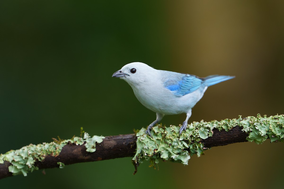 Blue-gray Tanager - ML620788880