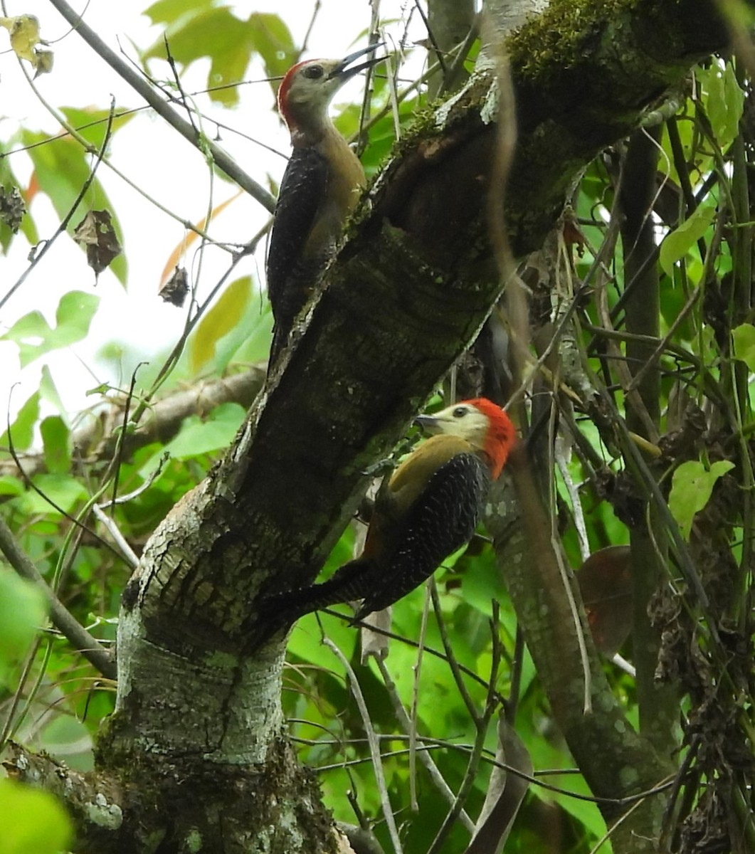 Jamaican Woodpecker - ML620788882