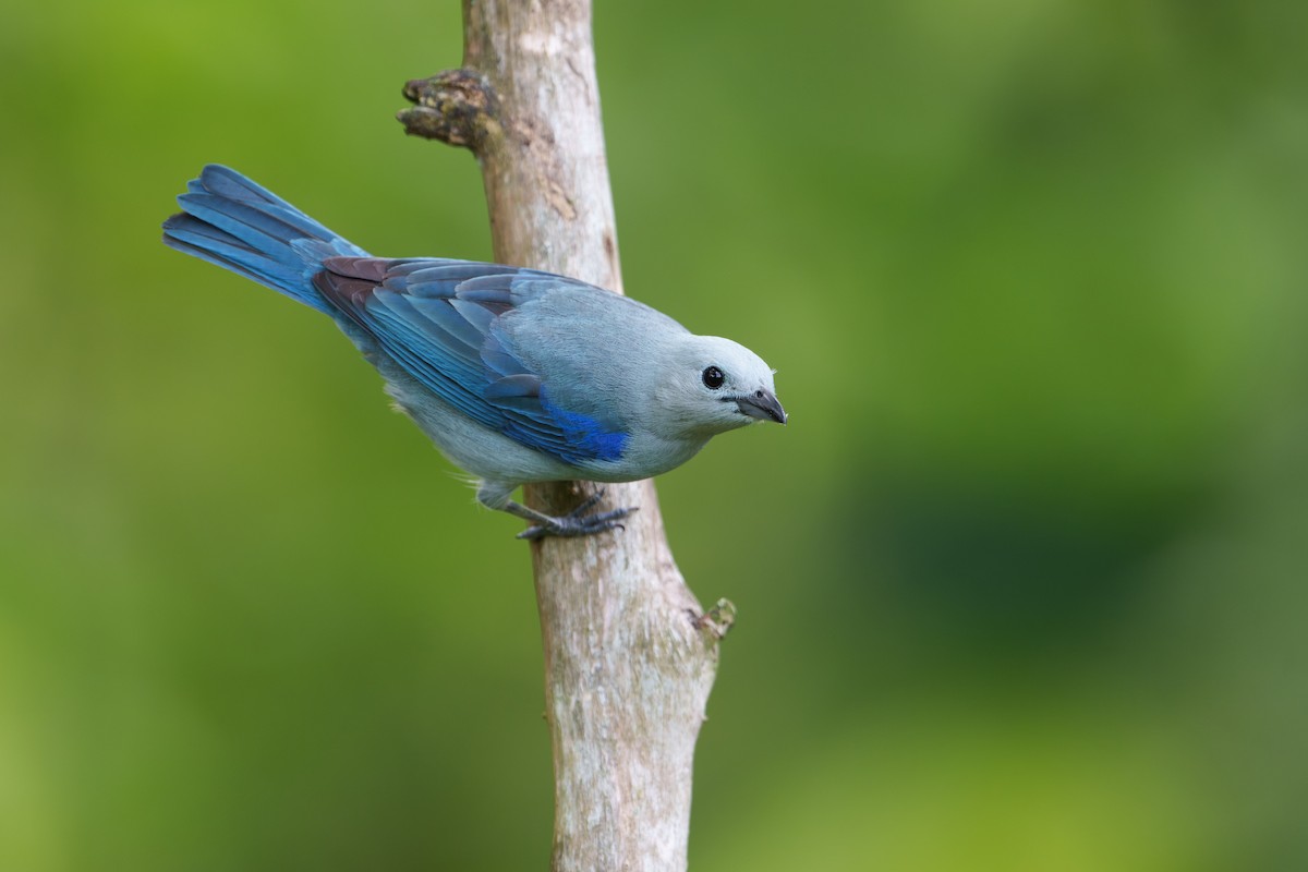 Blue-gray Tanager - Austin Groff
