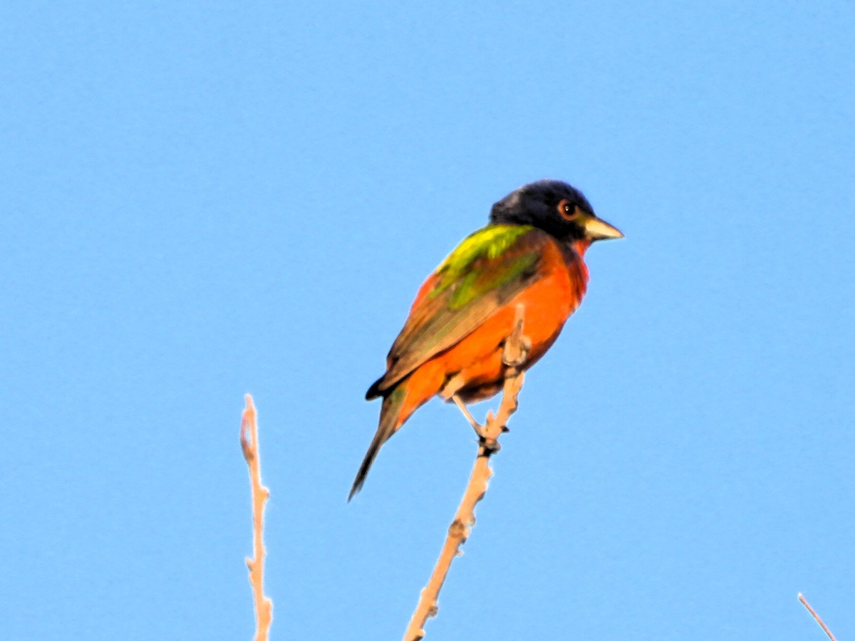 Painted Bunting - ML620788904