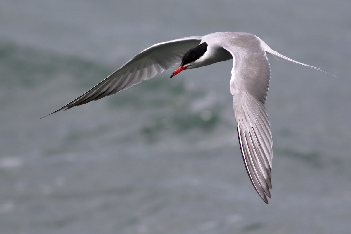 Common Tern - ML620788905