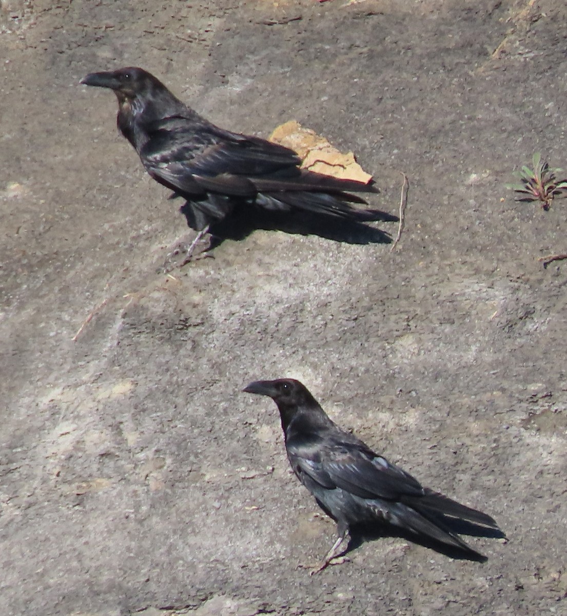 American Crow - BEN BAILEY