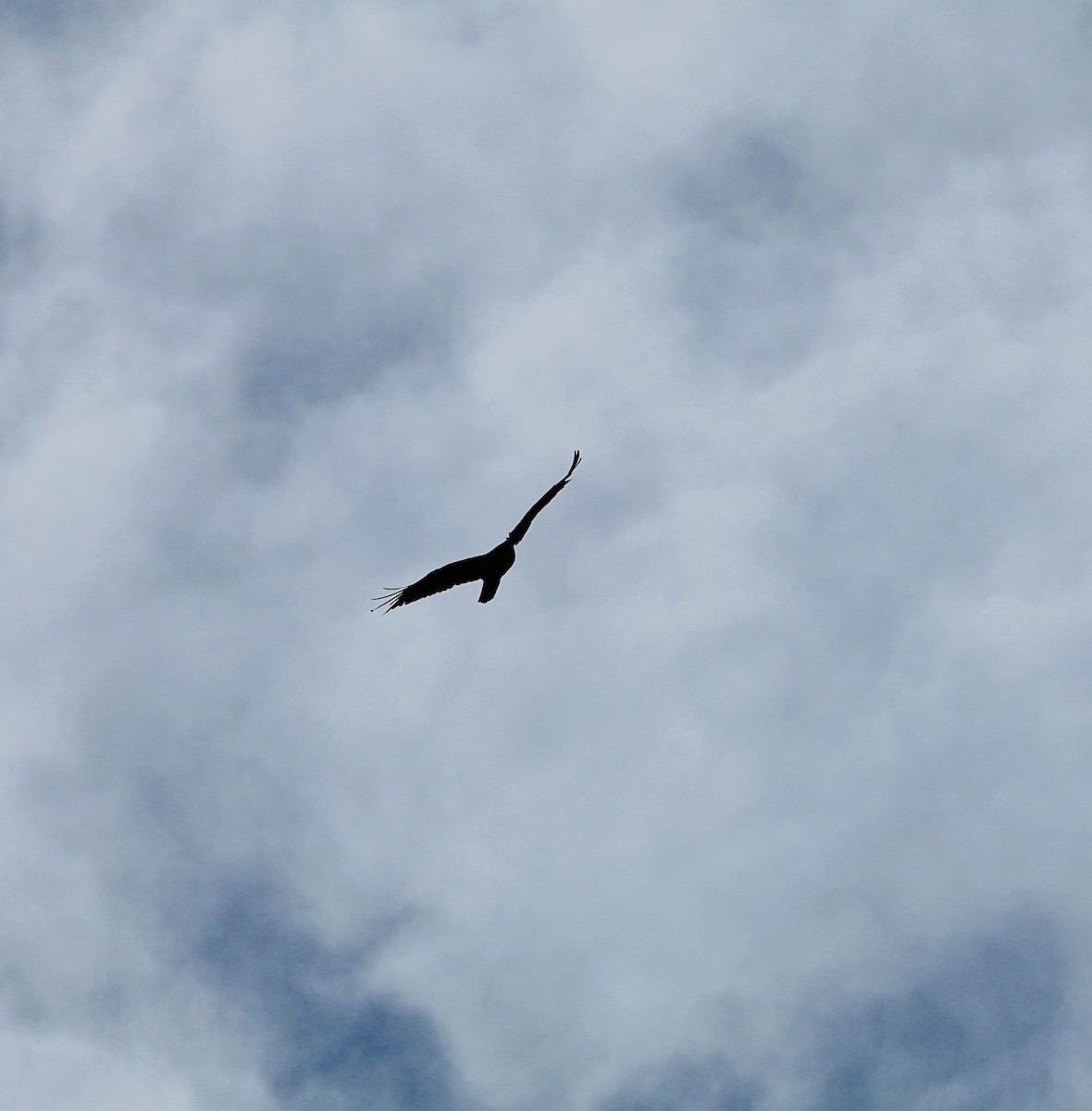 Turkey Vulture - ML620788911