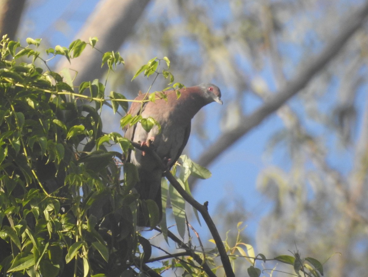 Pale-vented Pigeon - Andre Cutolo