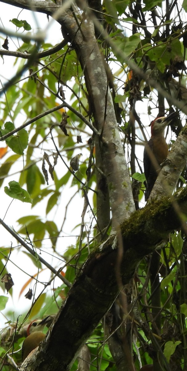 Jamaican Woodpecker - ML620788922