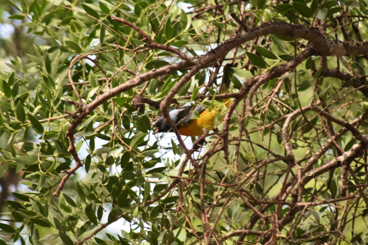 Blue-and-yellow Tanager - ML620788925