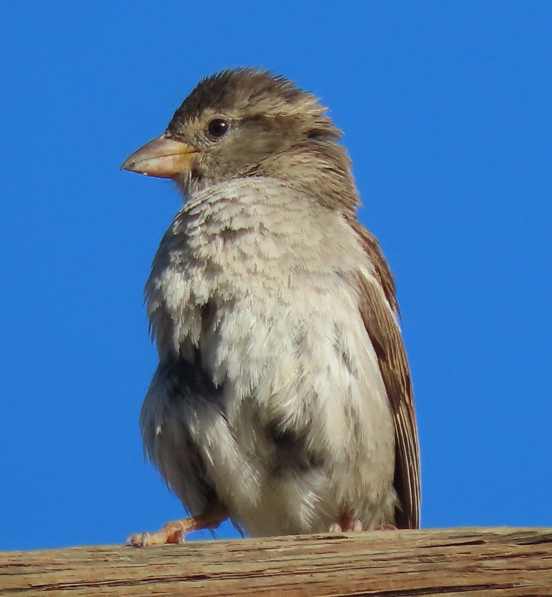 House Sparrow - ML620788929