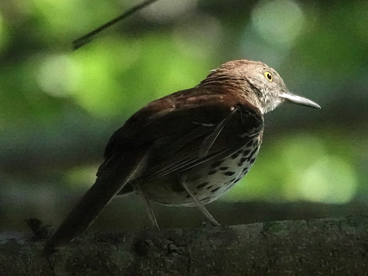 Brown Thrasher - ML620788945