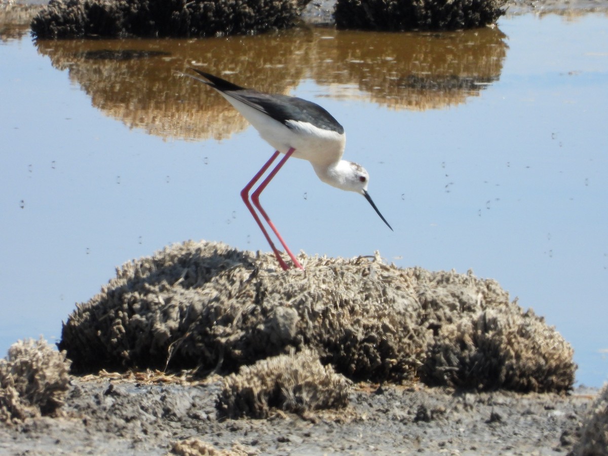 Black-winged Stilt - ML620788947