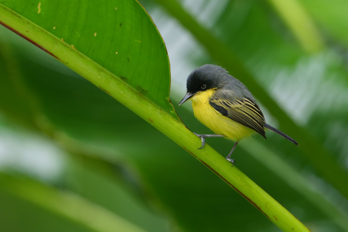 Common Tody-Flycatcher - ML620788948