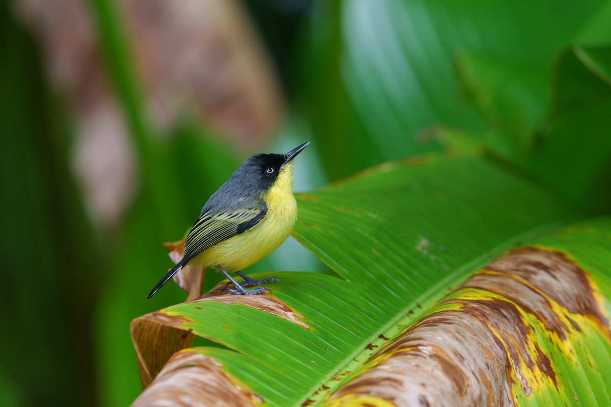 Common Tody-Flycatcher - ML620788954