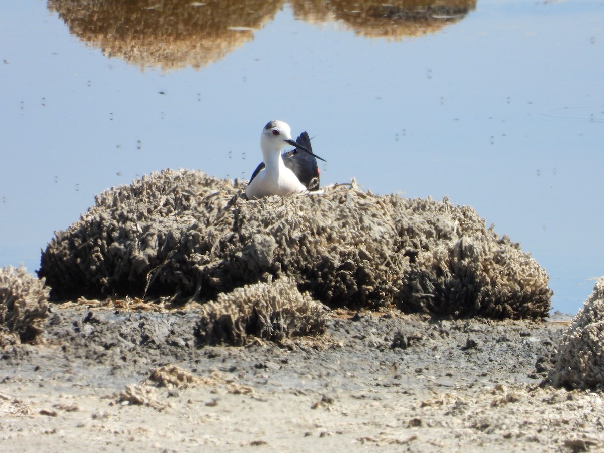 Black-winged Stilt - ML620788955