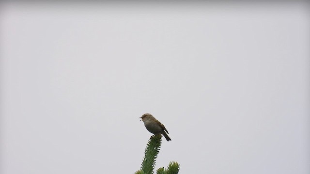 Chinese Leaf Warbler - ML620788957