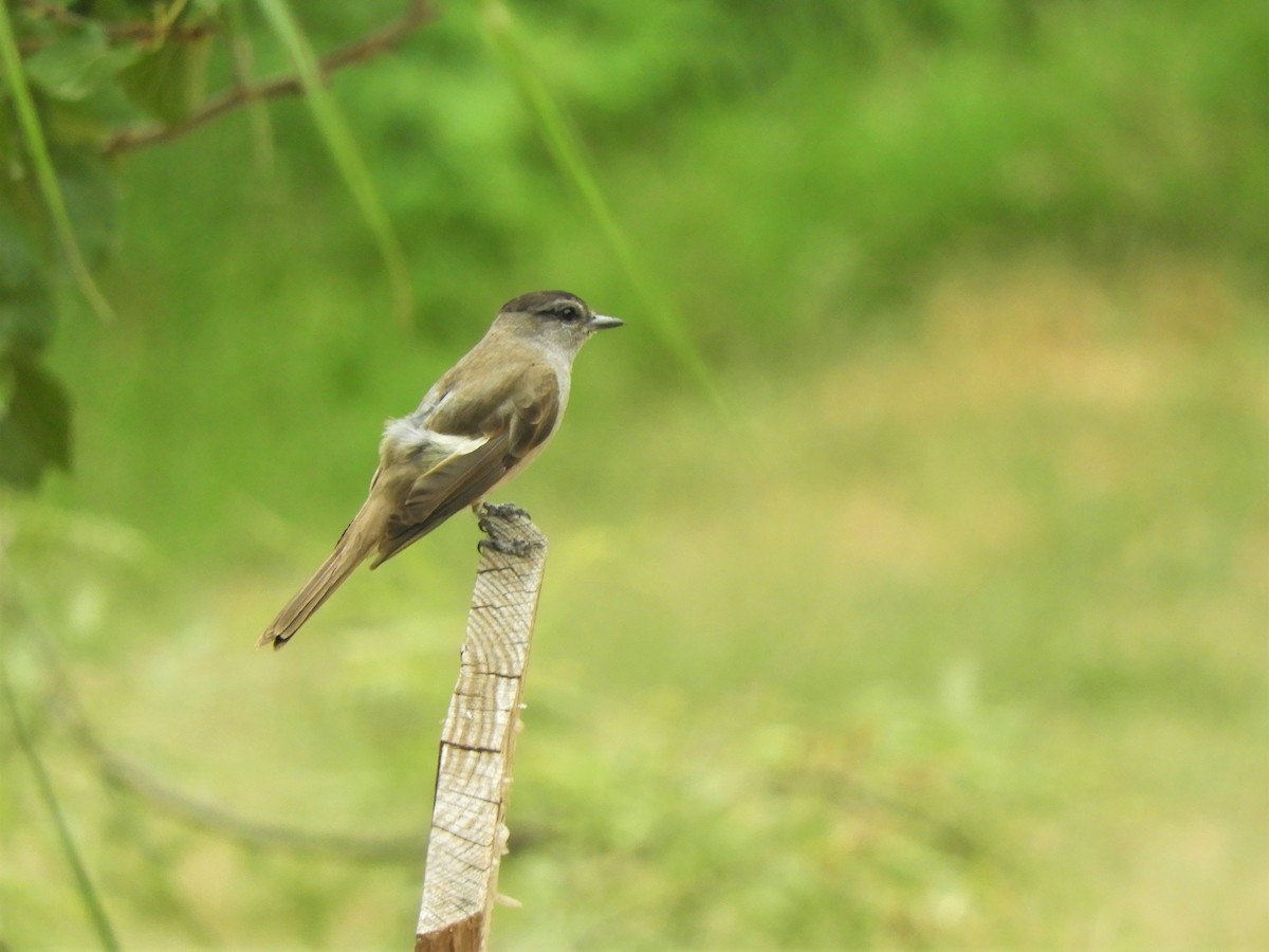 Crowned Slaty Flycatcher - ML620788960