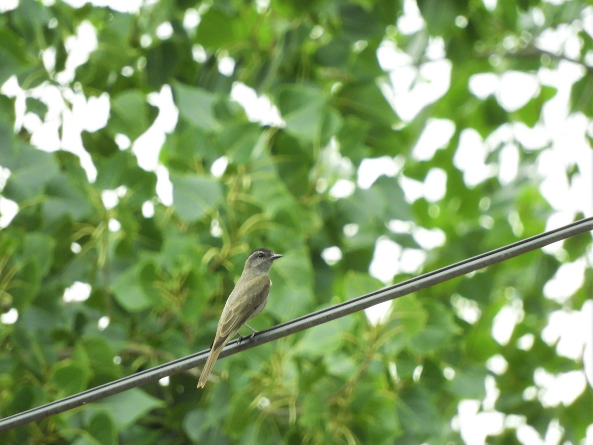 Crowned Slaty Flycatcher - ML620788962